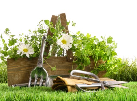 Professional garden maintenance in Hatch End for a healthy outdoor space