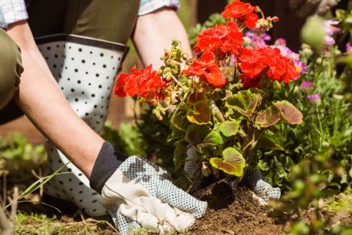 Professional gardeners in Hatch End restoring mature garden structure