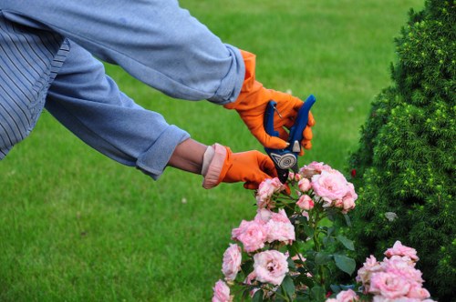Professional arborist pruning a tree in Hatch End