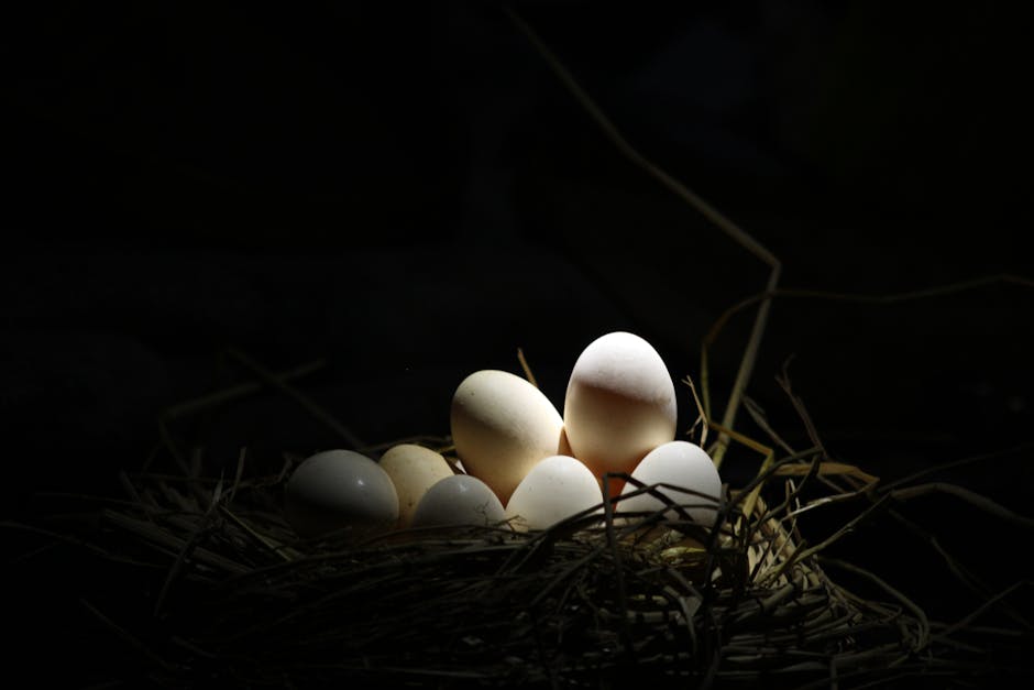 A cluster of small, white and light brown eggs nestled within a bed of dried straw or grass, set against a dark background. The eggs vary slightly in size and shape, with some smooth and shiny, while 