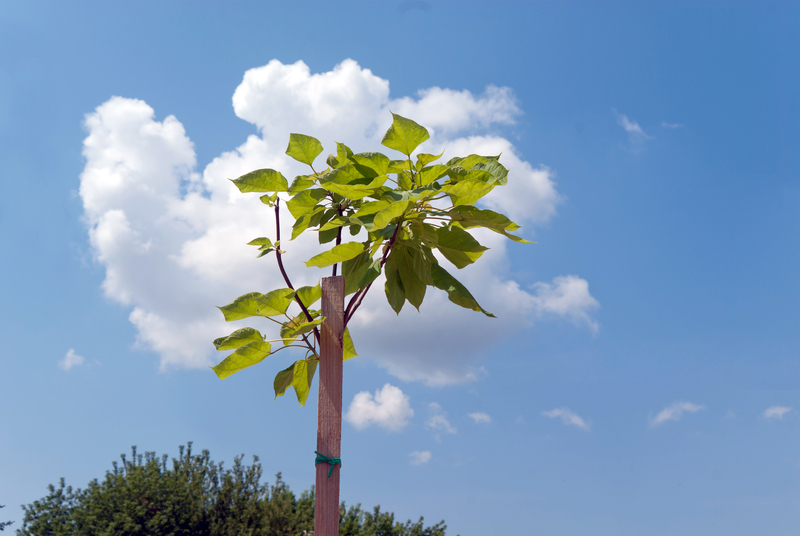 garden design hedge trimming